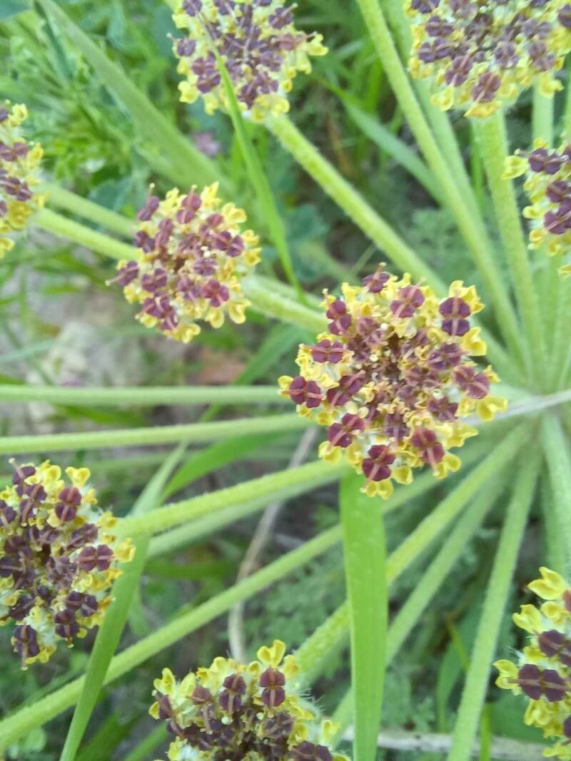 Lomatium mohavense flower