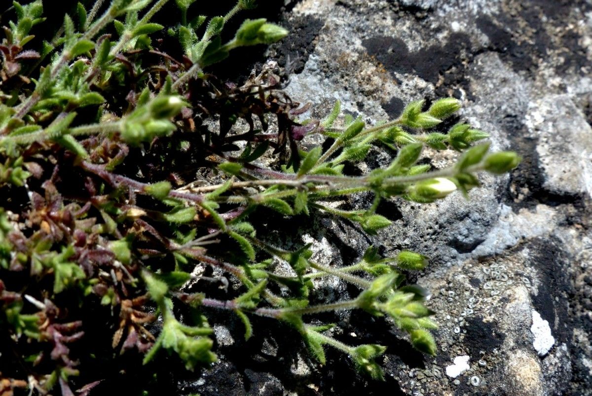 Arenaria ligericina habit