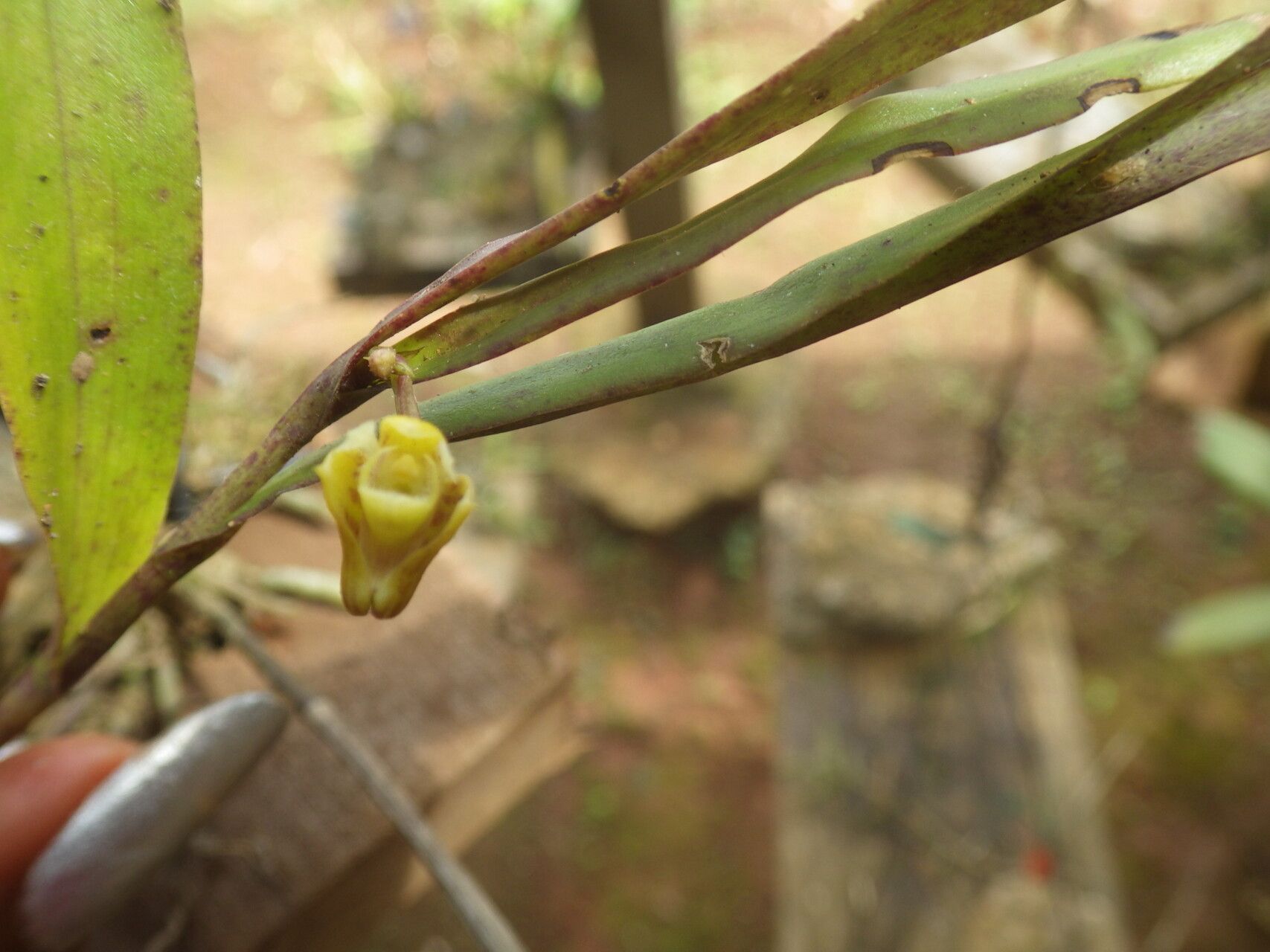 Polystachya fractiflexa flower