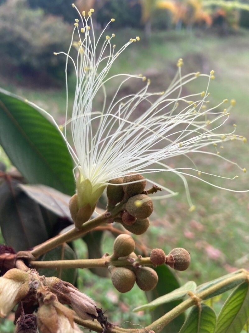 Inga densiflora flower