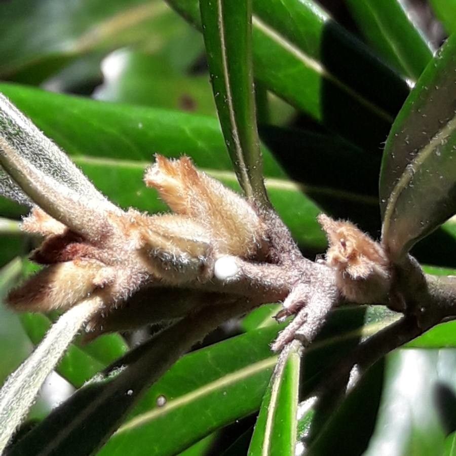 Planchonella kaalaensis flower