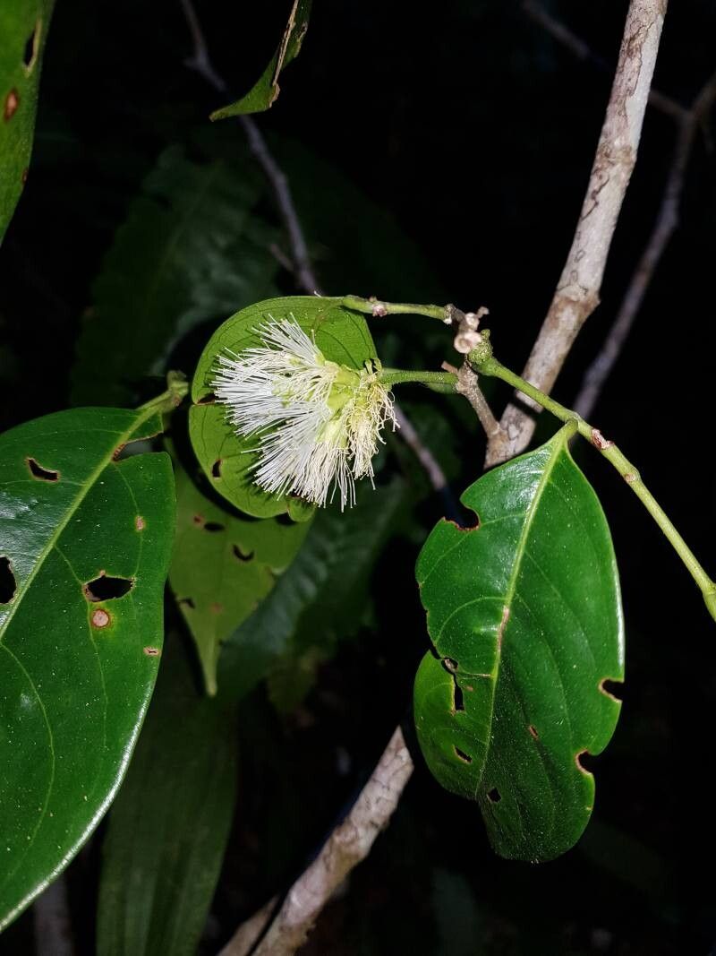 Inga golfodulcensis flower