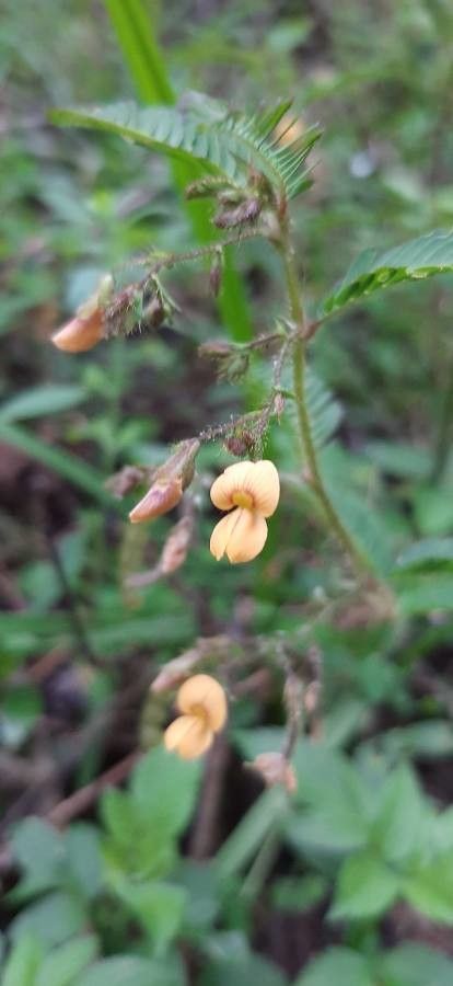 Aeschynomene americana flower