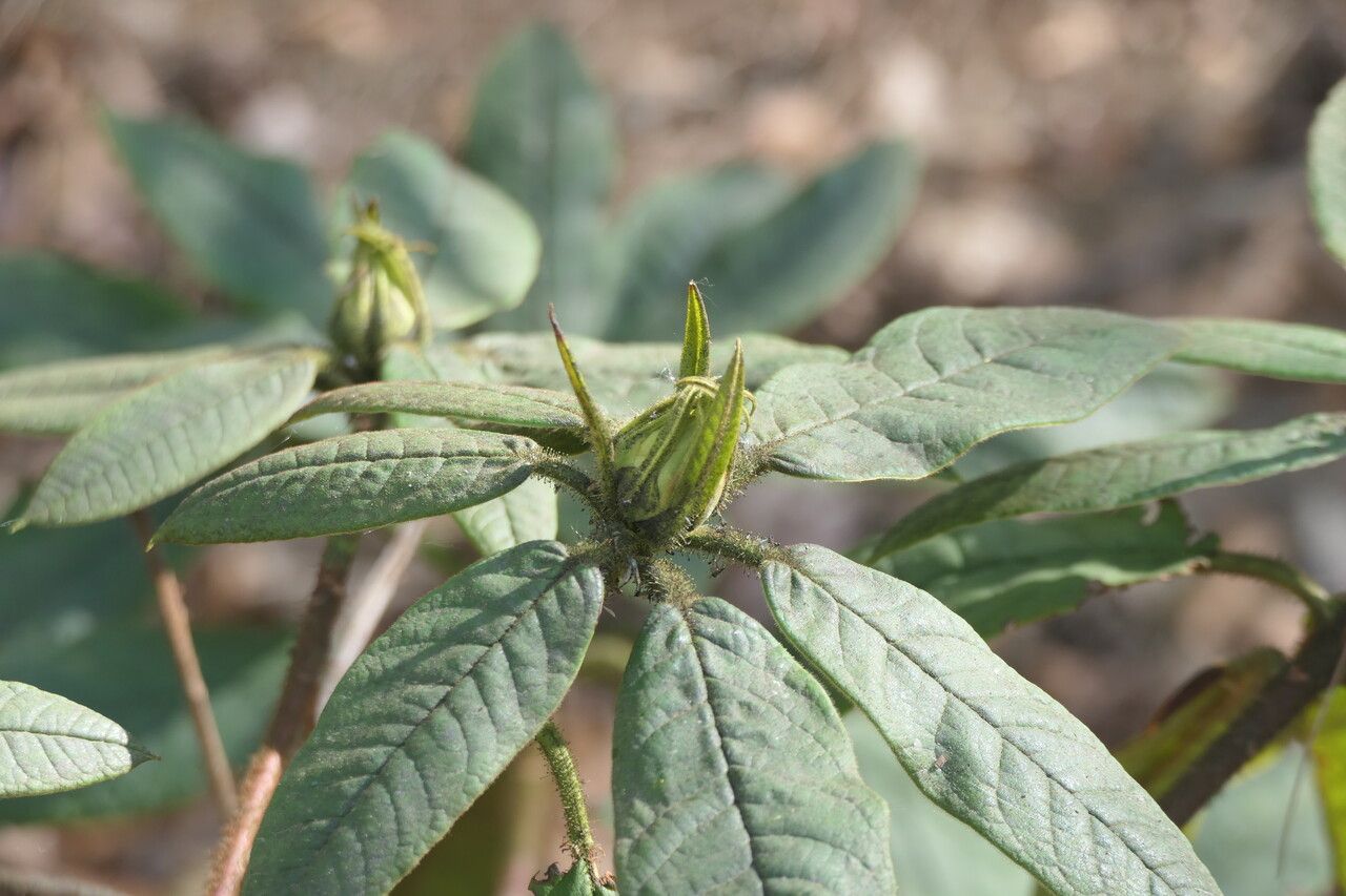 Rhododendron glischrum flower
