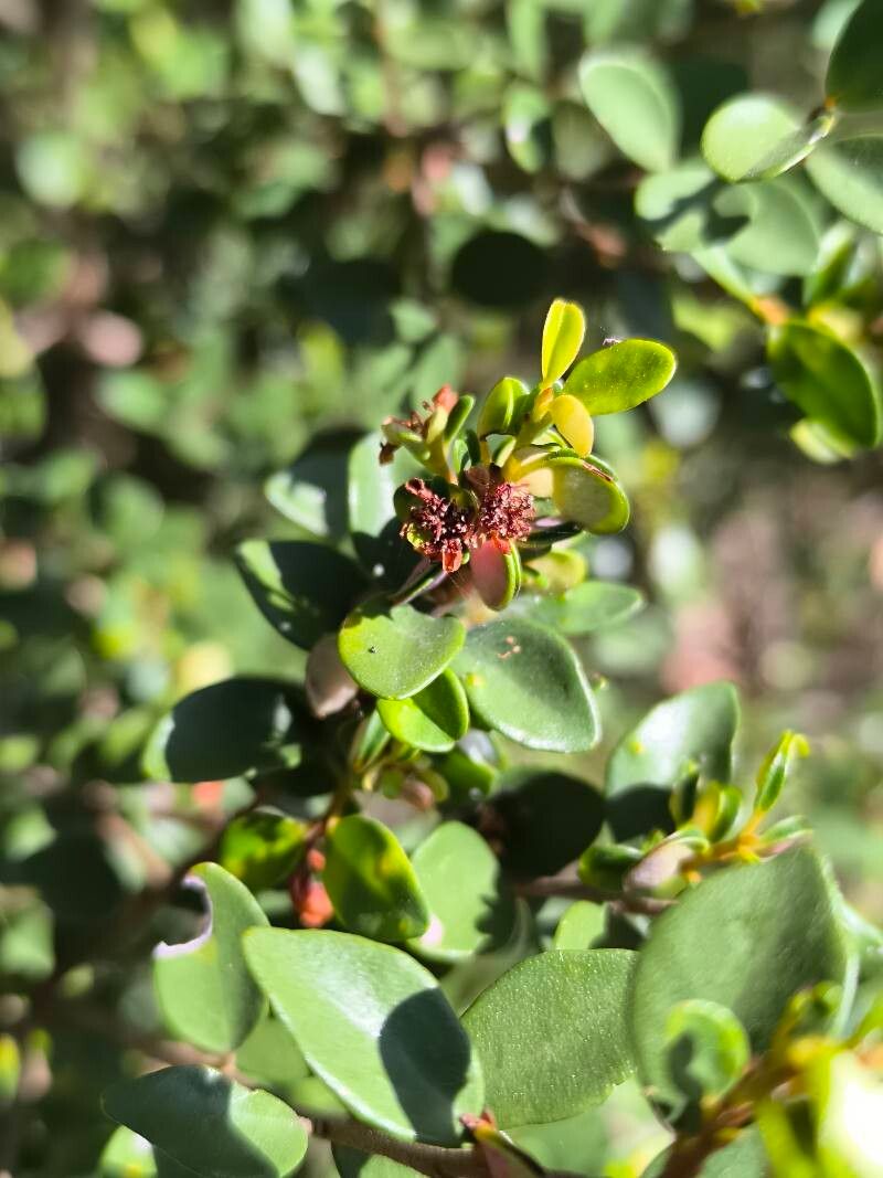 Myrceugenia obtusa leaf