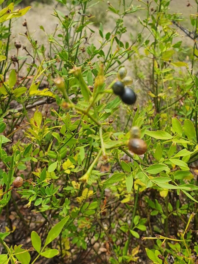 Jasminum grandiflorum fruit