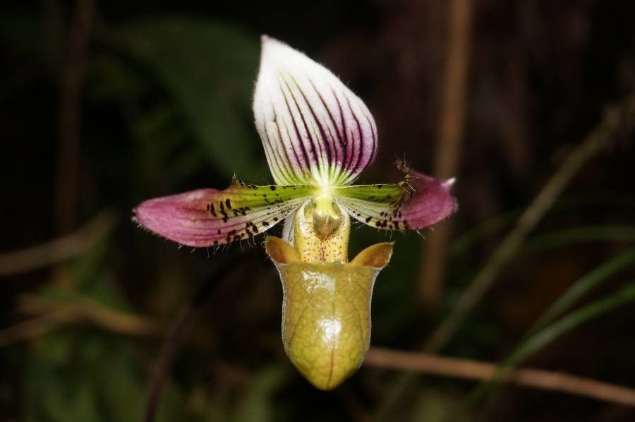 Paphiopedilum acmodontum flower