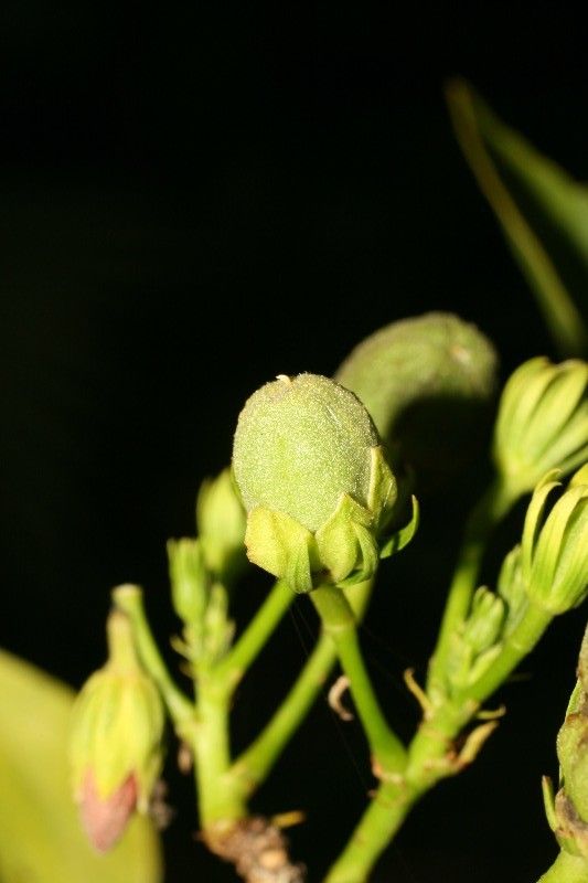 Hibiscus boryanus fruit