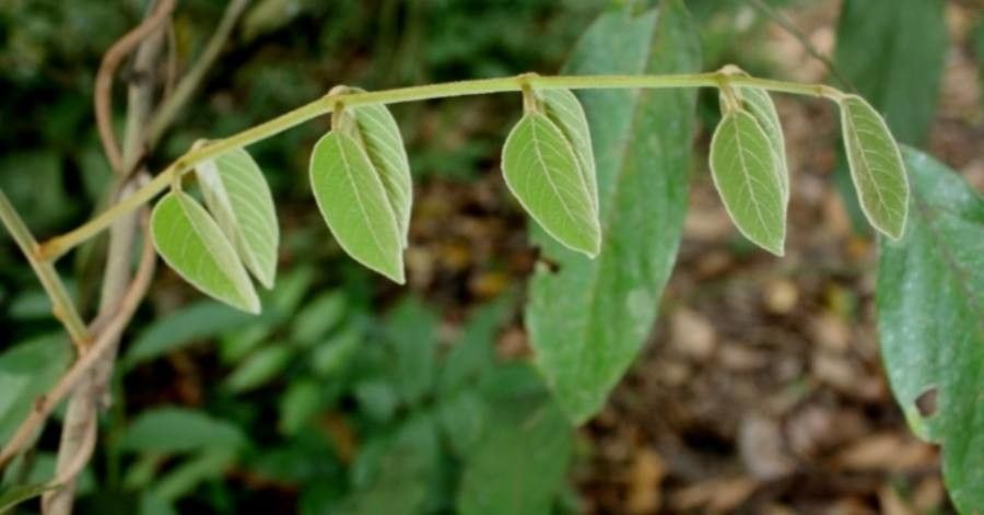 Callerya dasyphylla — houseplant care guide