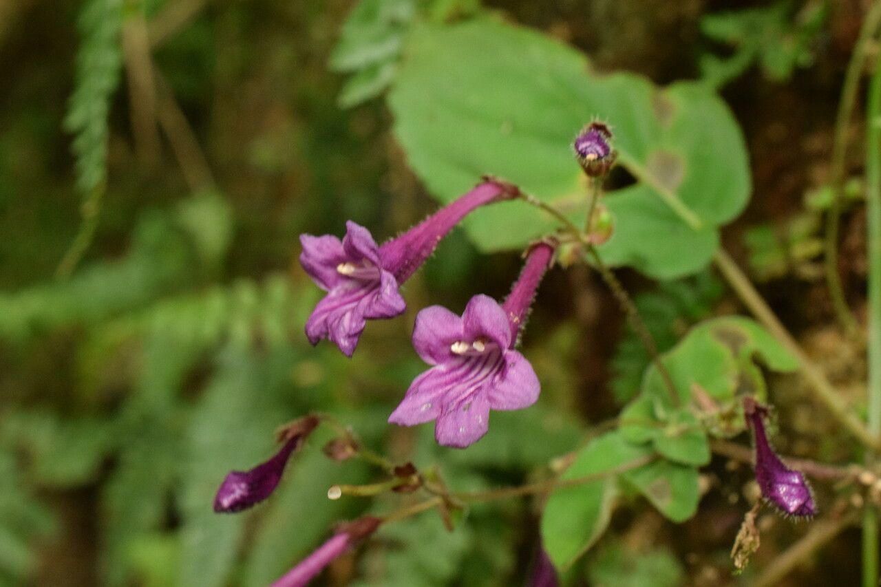 Didymocarpus cinereus flower