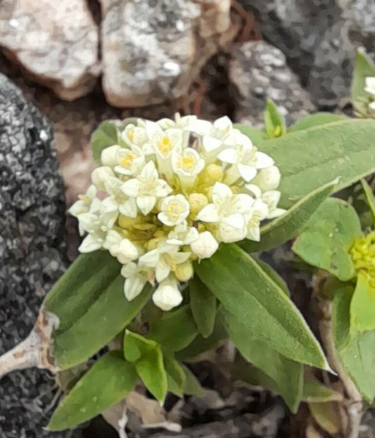 Mitracarpus megapotamicus flower