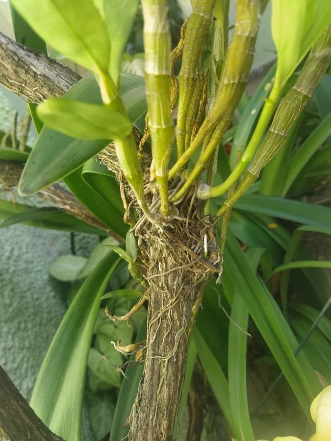 Epidendrum ciliare bark