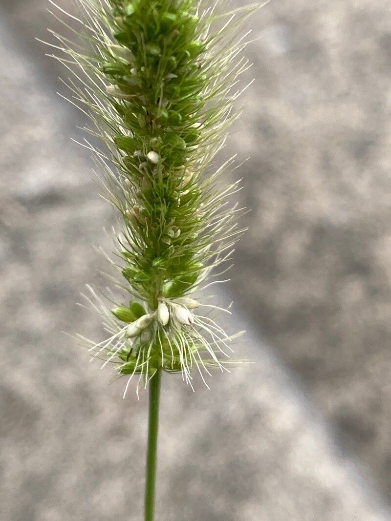 Setaria viridis fruit