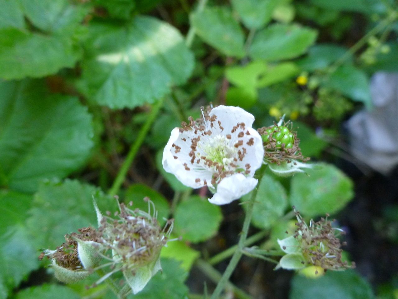 Rubus rotundifoliatus flower