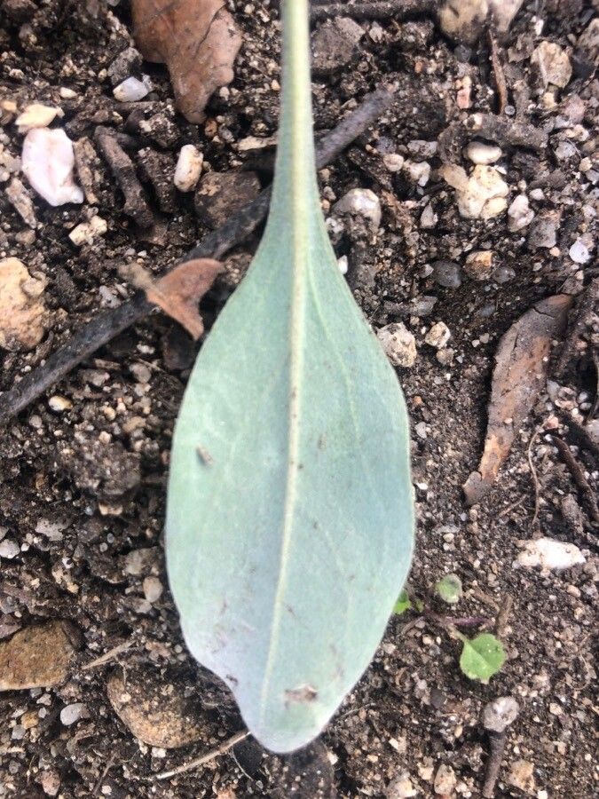 Pardoglossum cheirifolium leaf