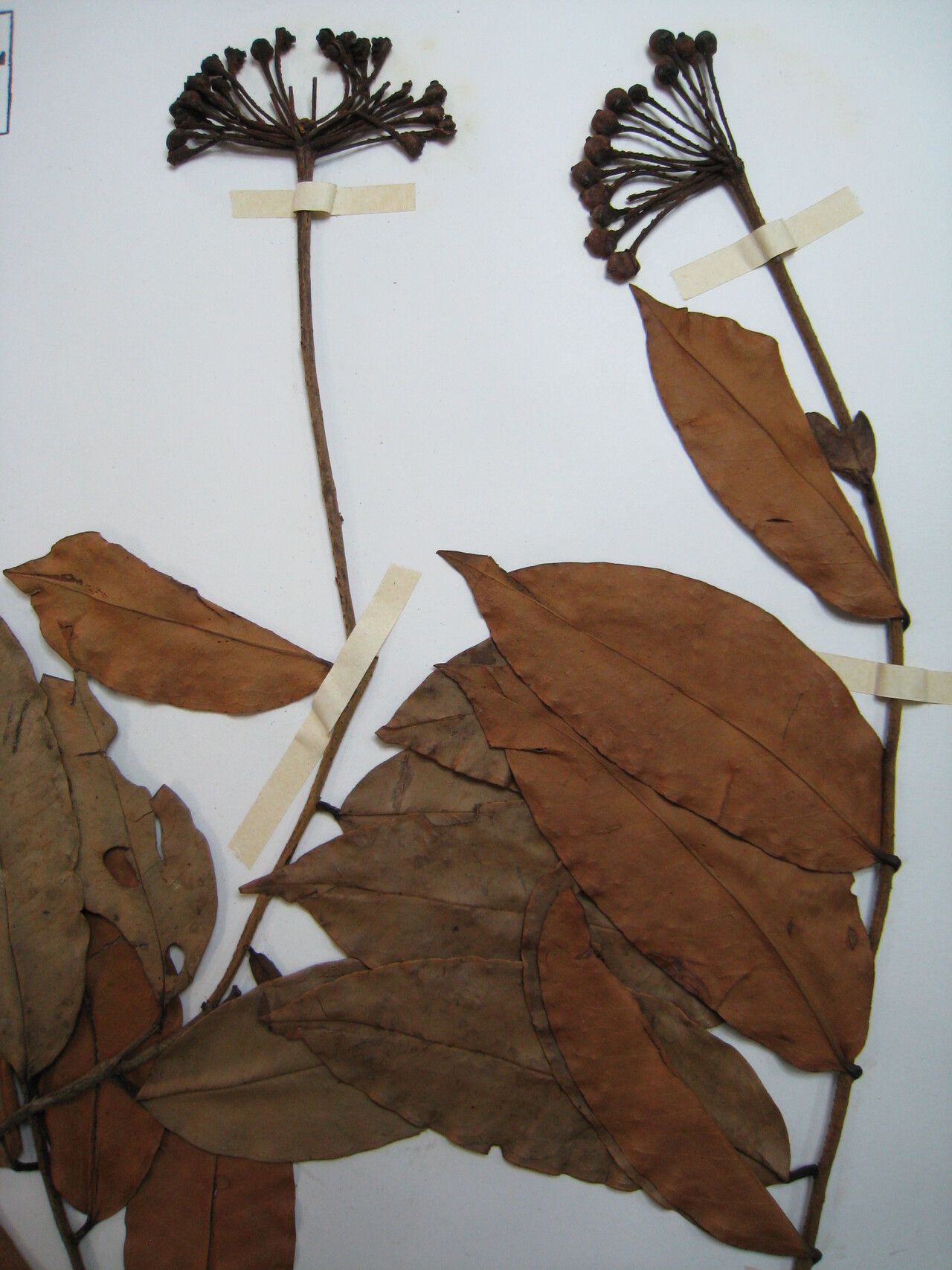 Marcgravia purpurea — houseplant care guide