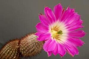 Echinocereus chisoensis — search result for 'Echinocereus'