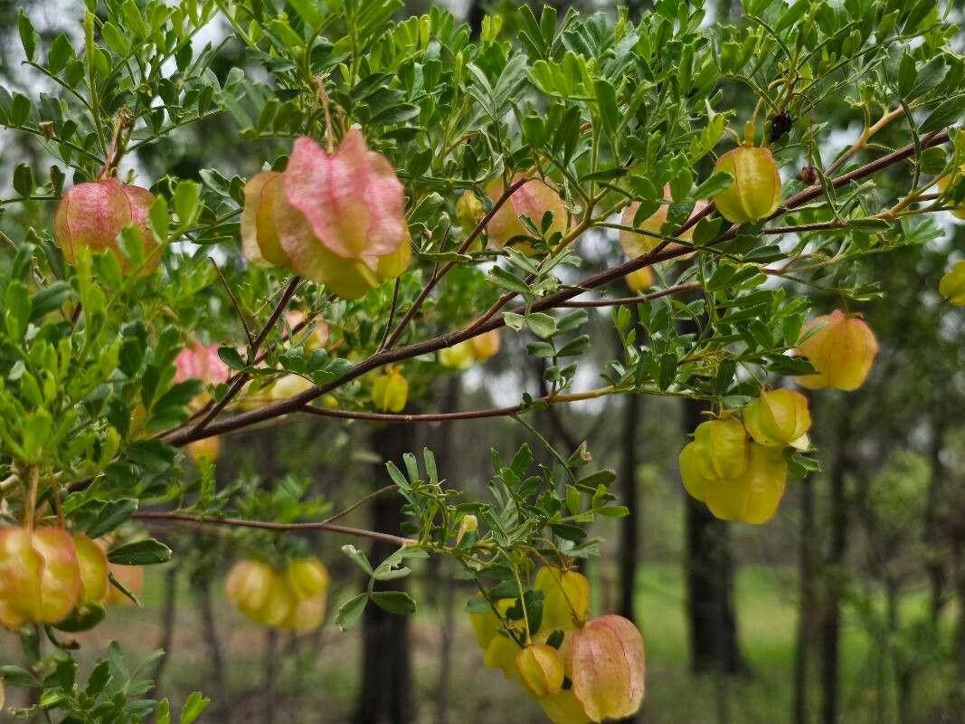 Dodonaea physocarpa — search result for 'Dodonaea'