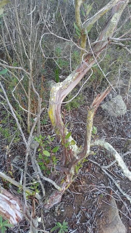 Xylococcus bicolor leaf