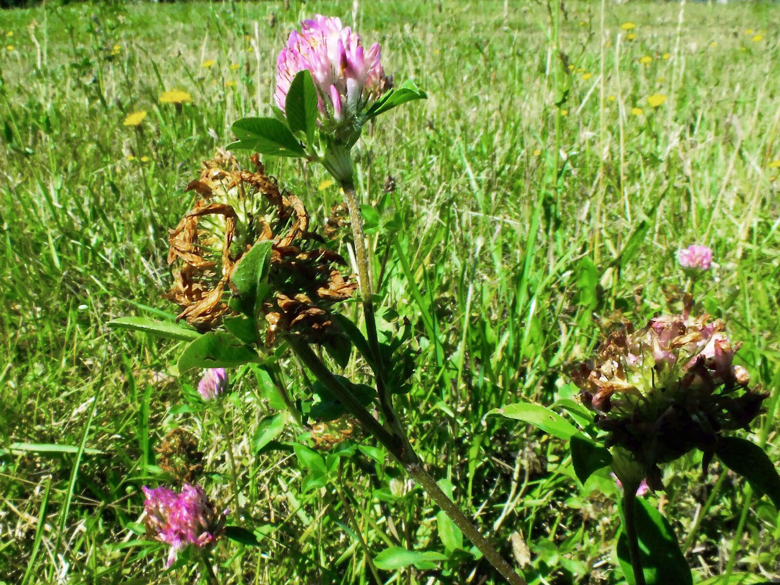 Trifolium medium fruit