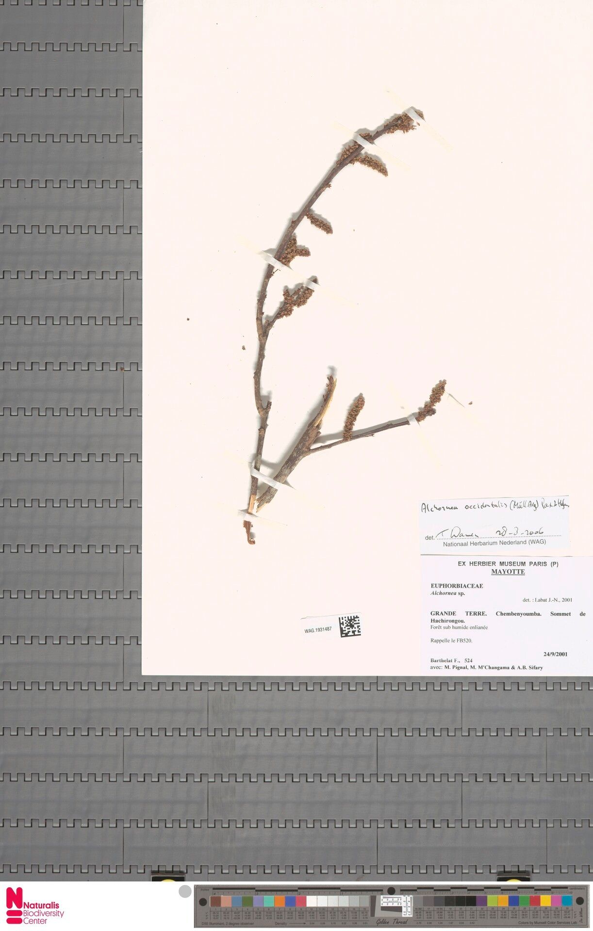 Alchornea occidentalis — houseplant care guide