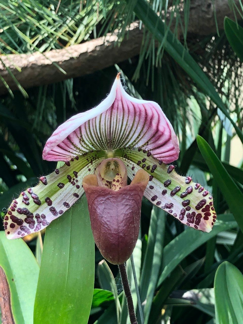 Paphiopedilum spp. flower