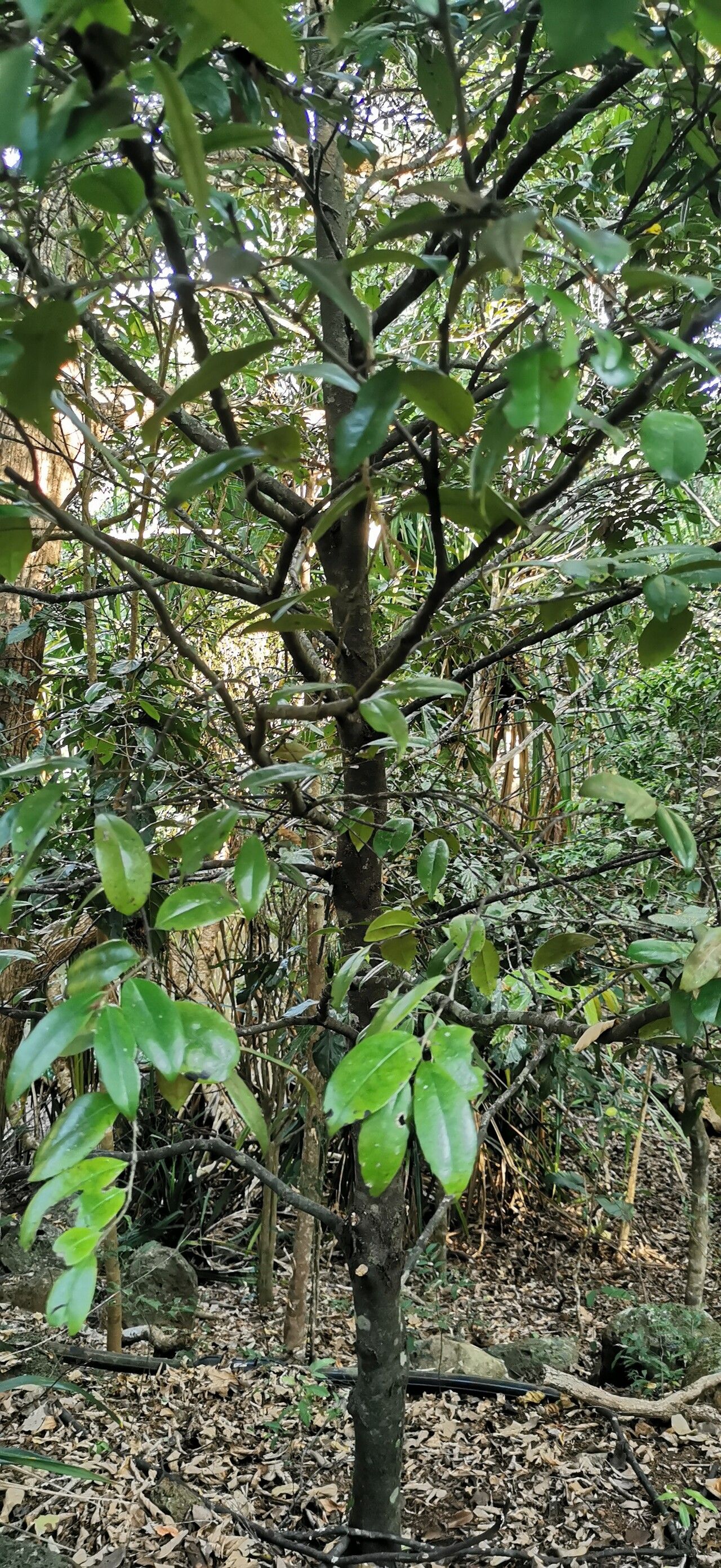 Diospyros laurina — houseplant care guide