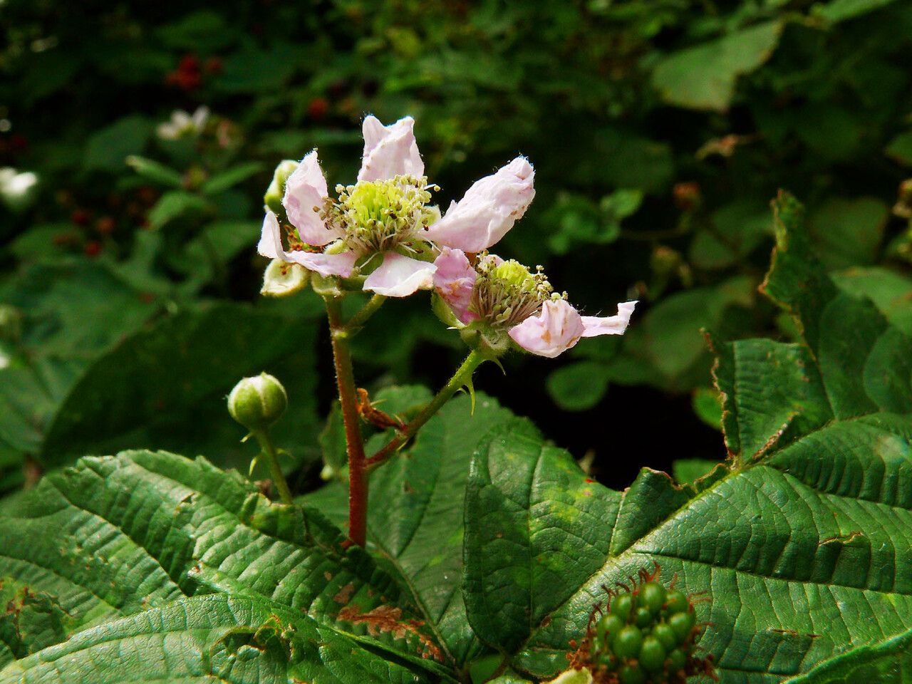Rubus scaber flower