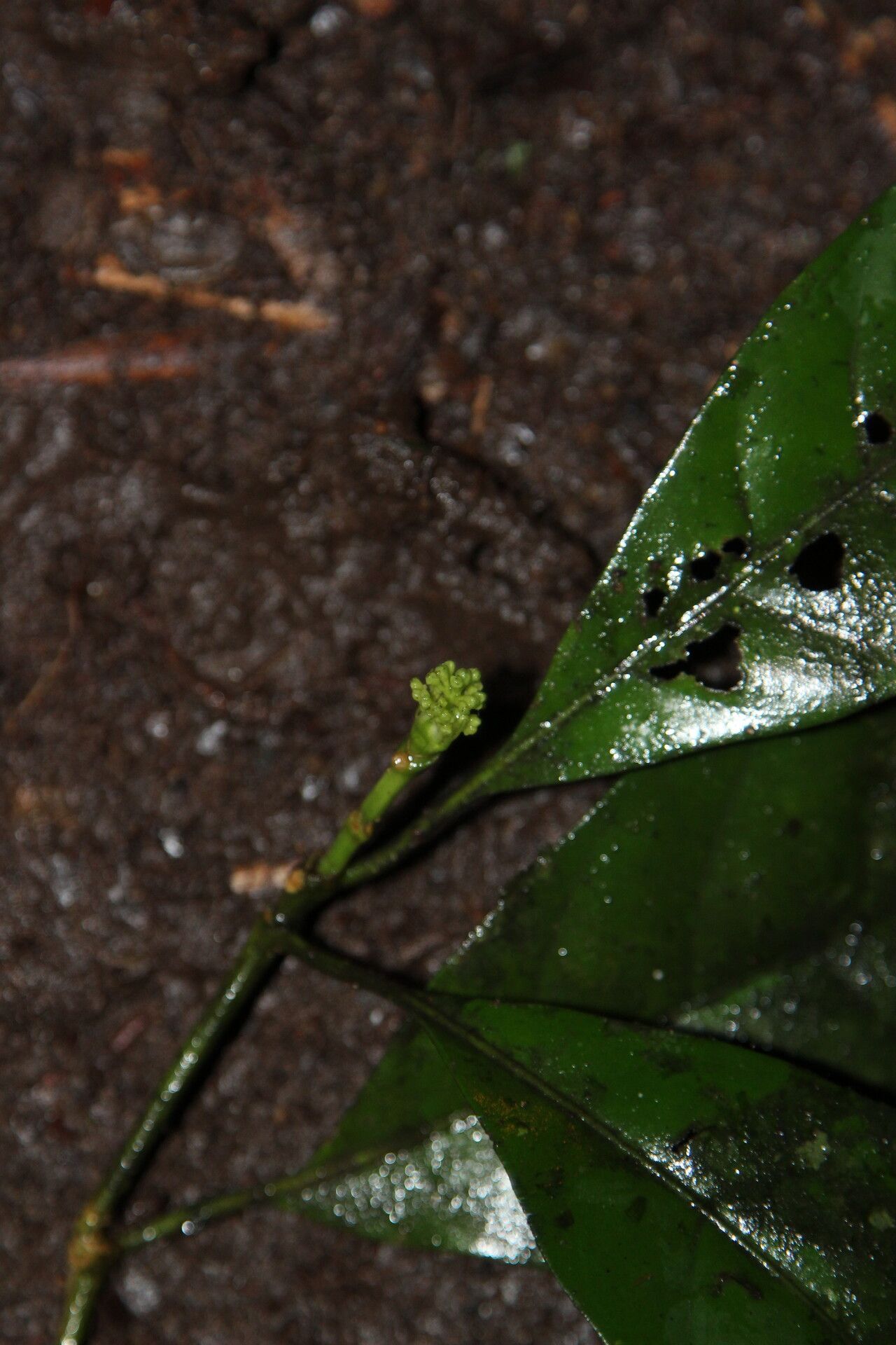 Pavetta gabonica flower