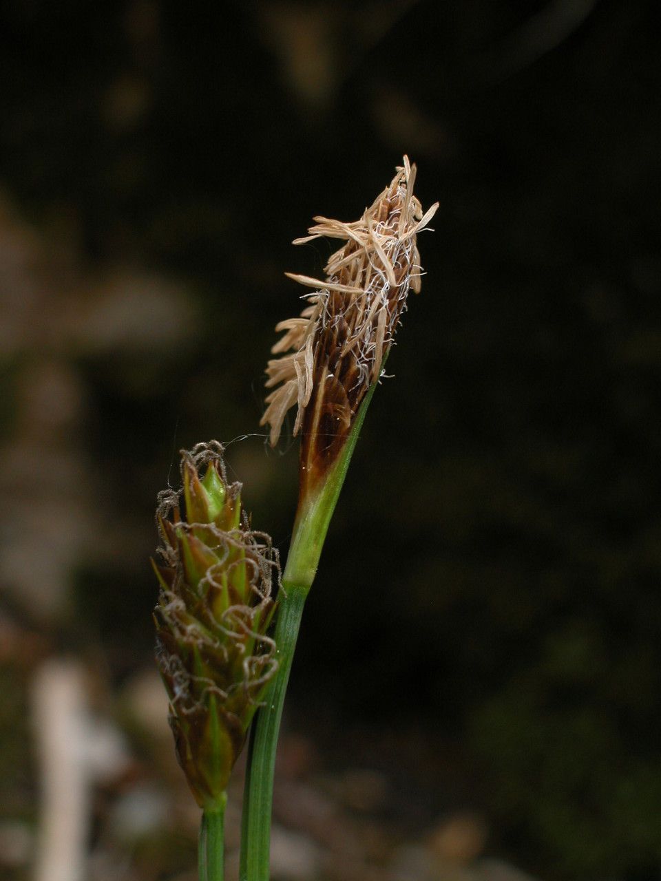 Carex brevicollis — search result for 'Hungary'
