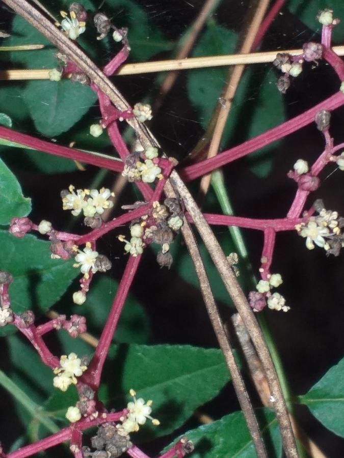 Zanthoxylum schinifolium flower
