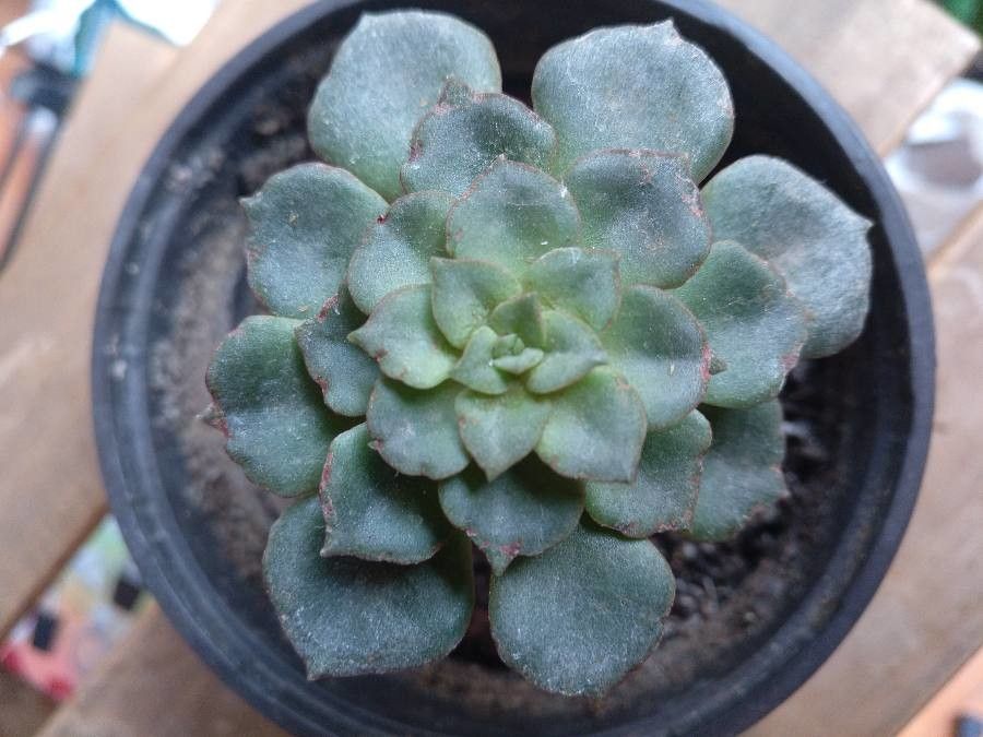 Echeveria moranii habit