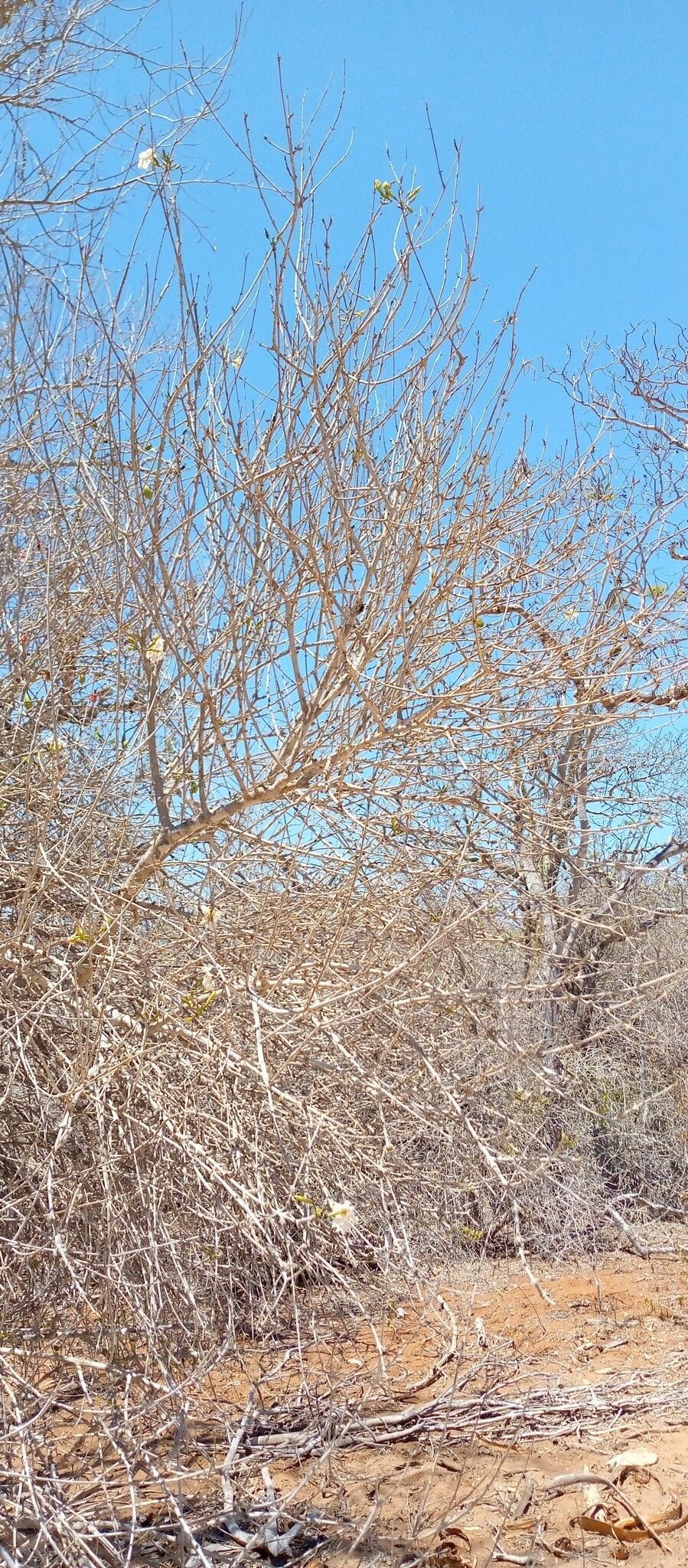 Stereospermum nematocarpum habit