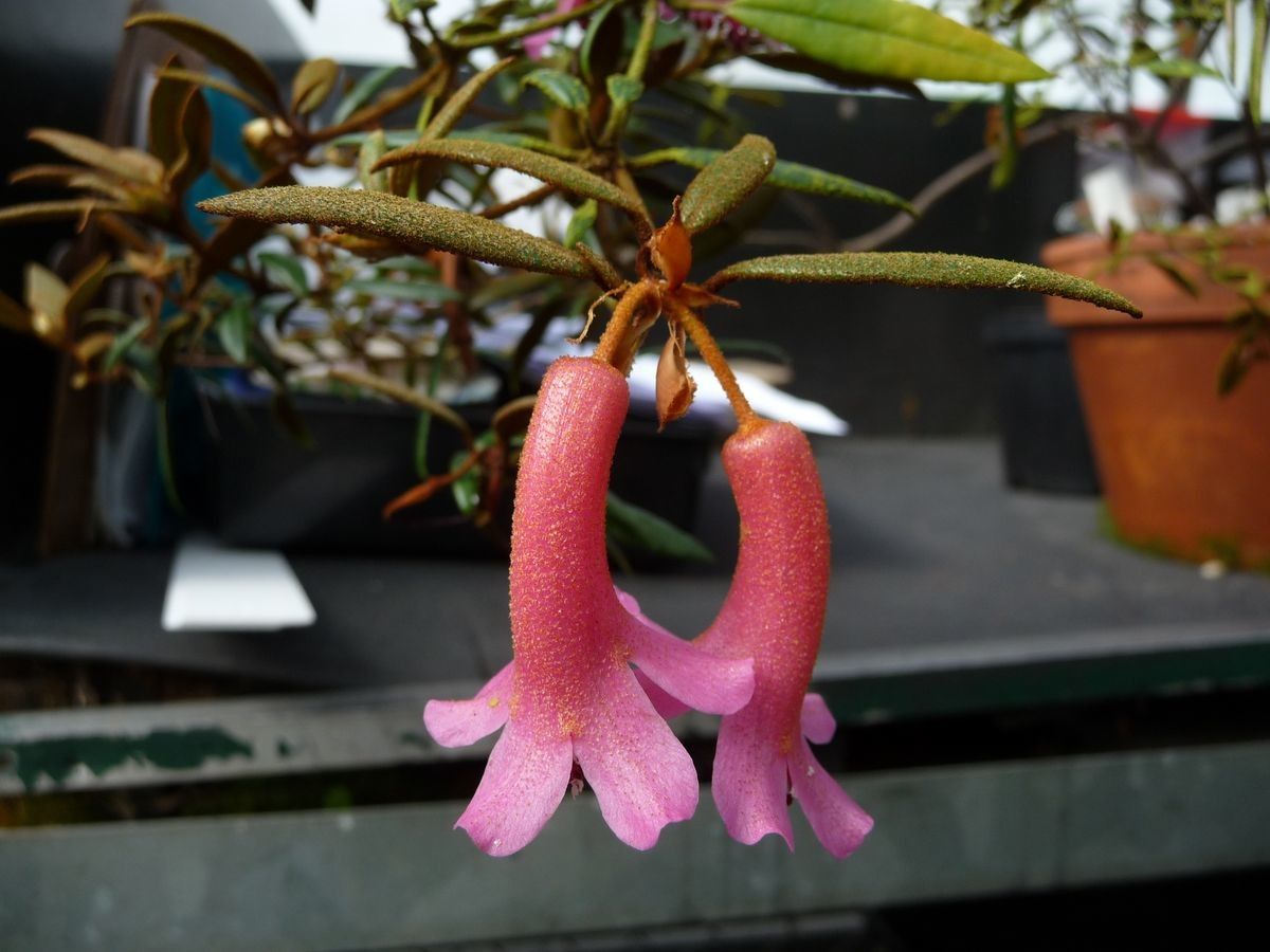 Rhododendron caliginis flower