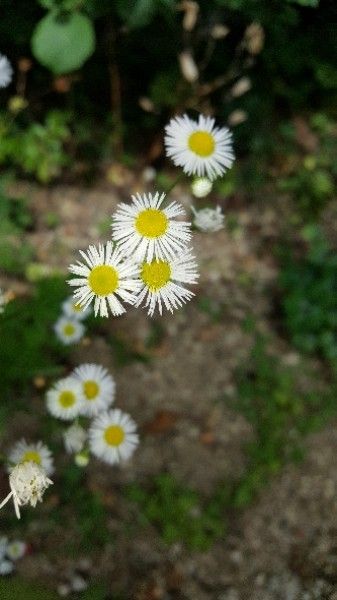 Boltonia asteroides flower