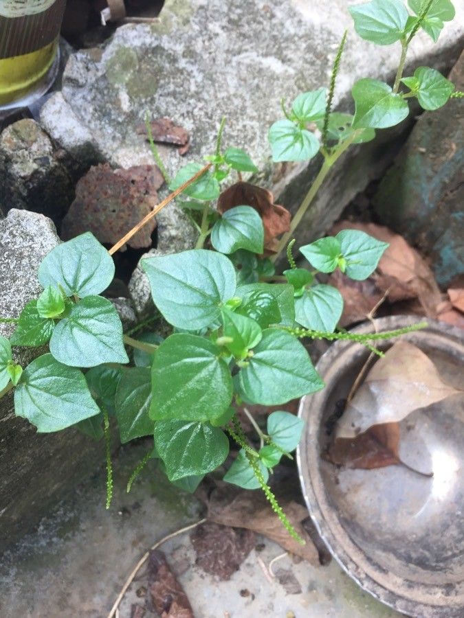 Peperomia pellucida — repeat bloomer houseplant