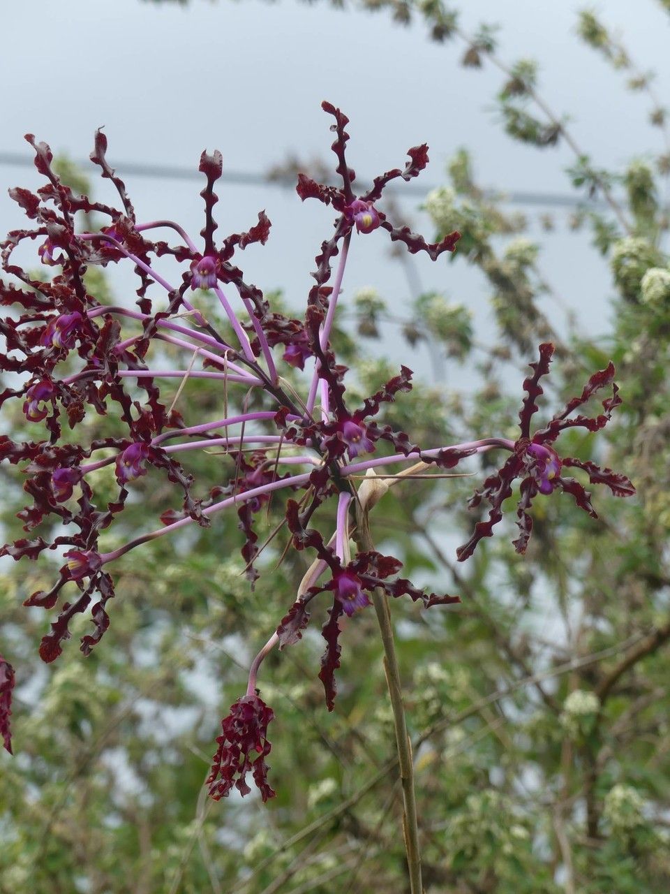 Laelia lueddemanii flower
