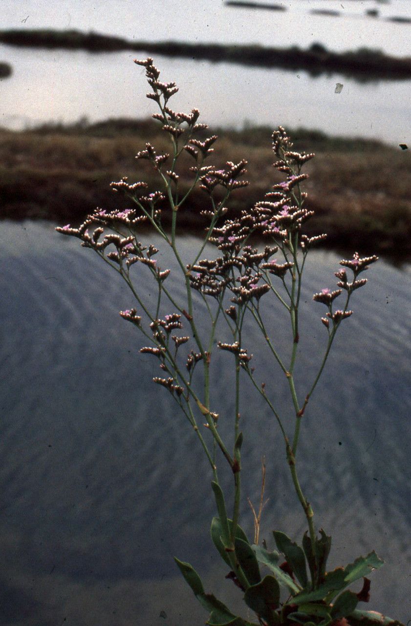 Limonium legrandii habit