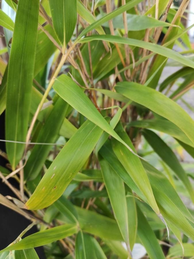 Indocalamus tessellatus leaf