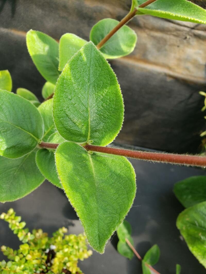 Sinningia incarnata — search result for 'Sinningia'