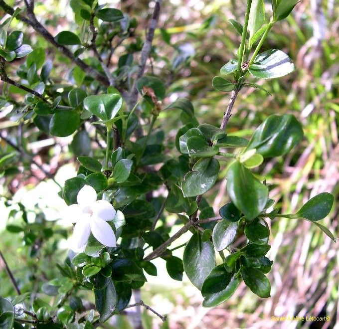 Psychotria bourailensis habit