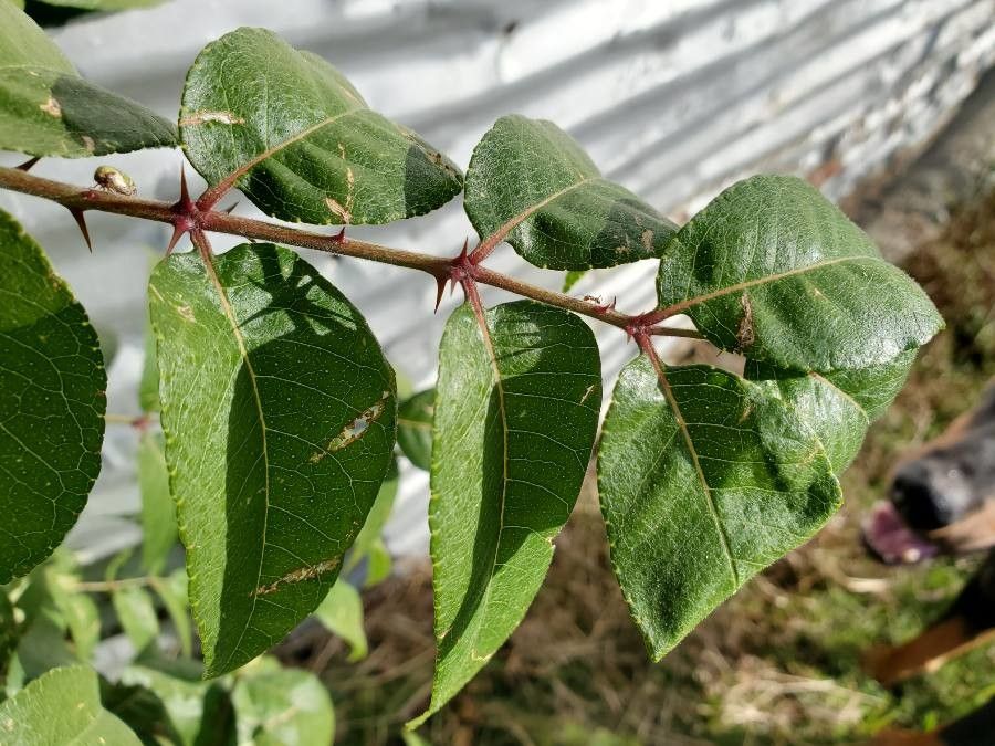Zanthoxylum clava-herculis leaf