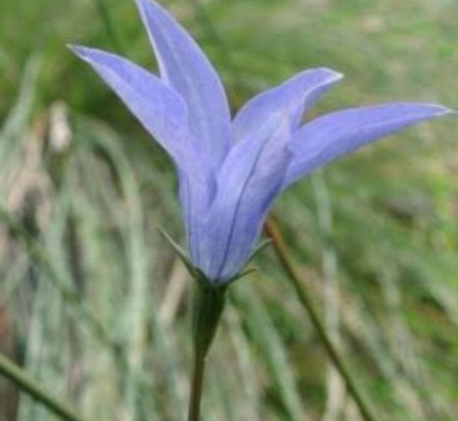 Wahlenbergia ceracea — search result for 'Campanulaceae'