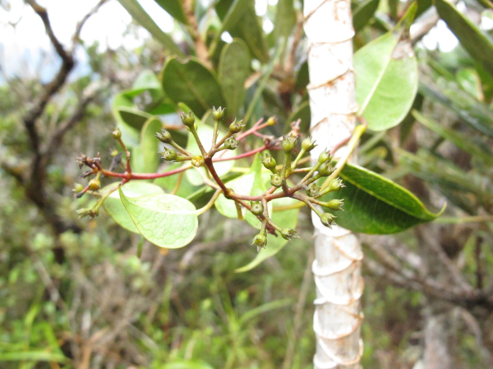 Danais tsaratananensis — houseplant care guide