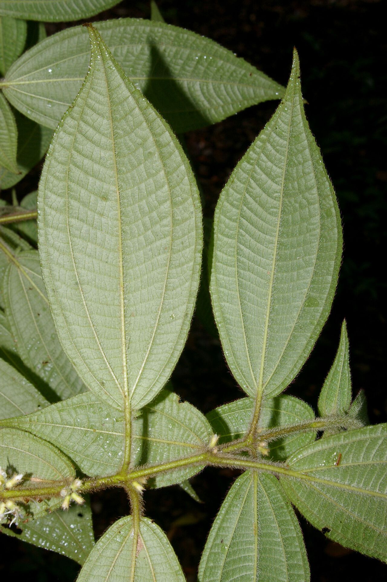 Miconia monantha leaf