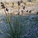 Juncus acutus