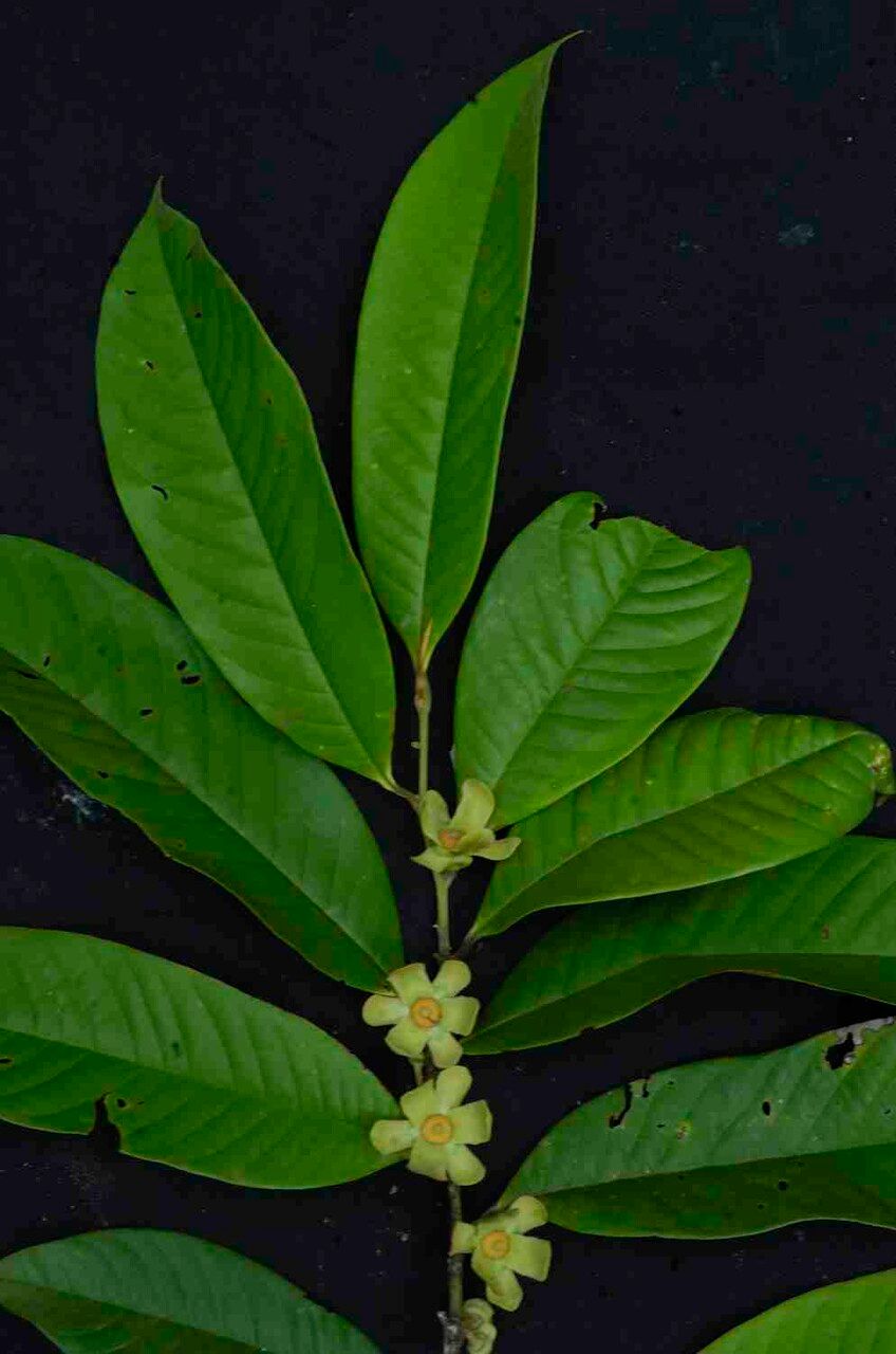 Guatteria pogonopus flower