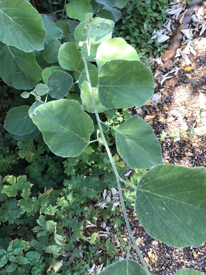 Desmodium yunnanense — search result for 'Desmodium'