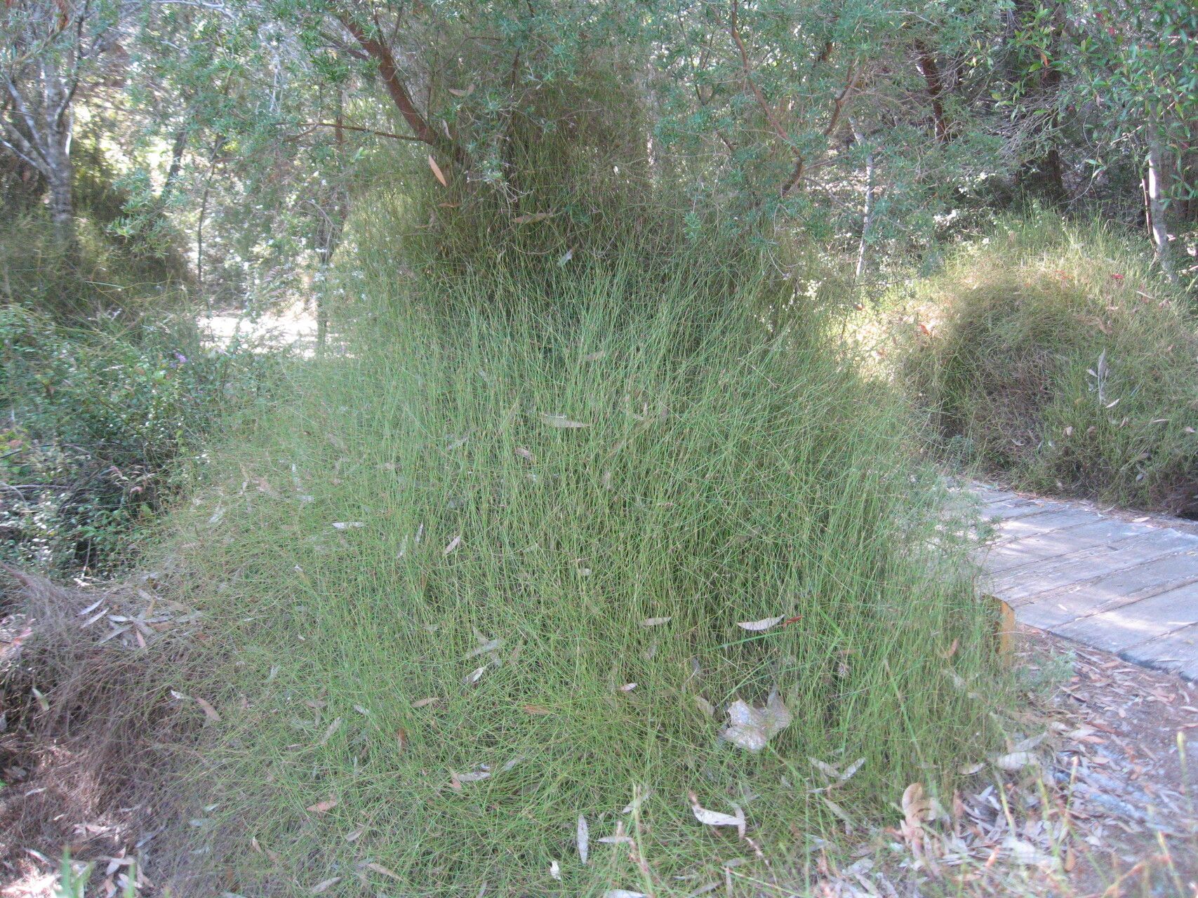 Empodisma minus habit