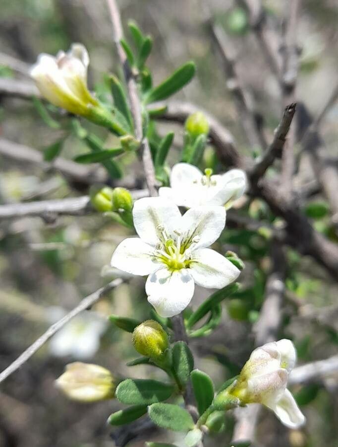 Lycium chilense flower